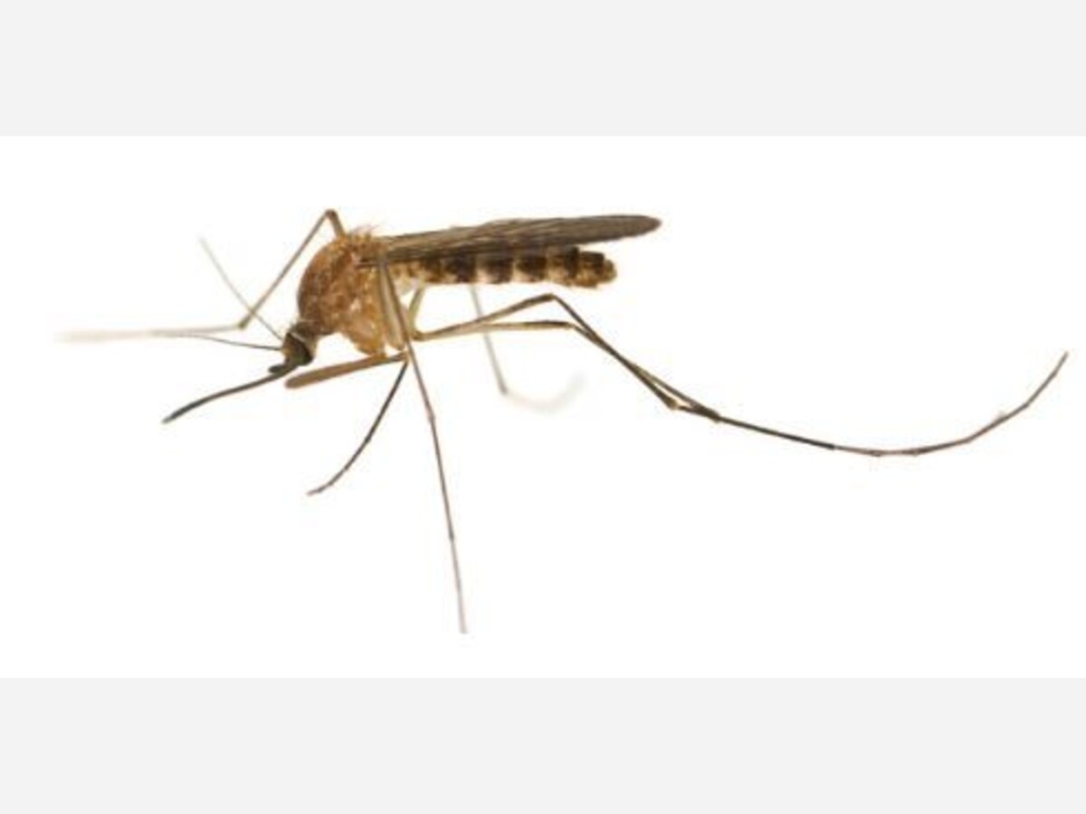 First West Nile Cases Of The Year Franklin Observer