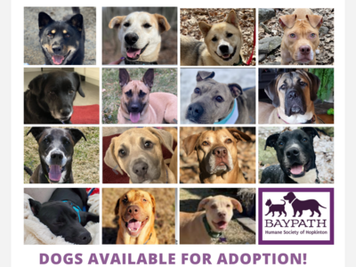 Looking for a 4-legged companion?   Baypath Humane Society of Hopkinton may have your friend!