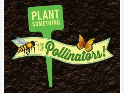 `Wild Massachusetts' to Provide Free Pollinator Plants