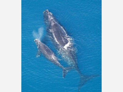 Government Sets Policies to Protect Whales from Wind Farms