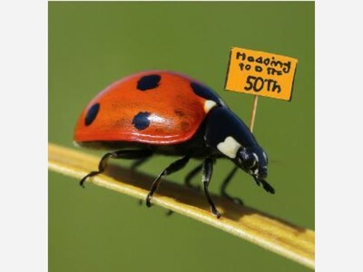 Saturday is 2nd Annual Ladybug Trail Walk + 50th for Original Ladybug Students