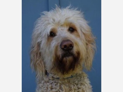 FPAC’s Annie to feature Broadway Dog, Bailey