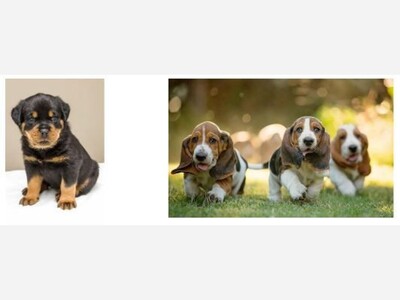  Let's Have Some Fun  -- A Doggone Fun Contest...