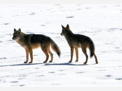 How to prevent conflict during coyote mating season