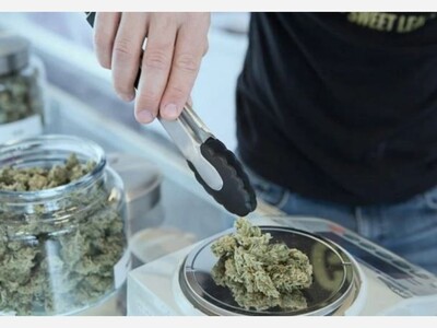 Cannabis regulators consider protecting existing businesses