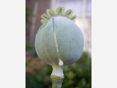 Mass. Among States Requiring Medicare Pay for Safer Pain Meds