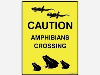 Spring is Here: Watch for Tiny Amphibians!