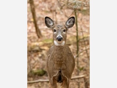 Deer Me!  Healey Plans Relaxed Hunting Regs