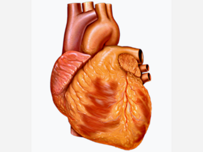 Legislator Asks Heart Measure to Apply to All Cops