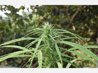 Latest Chapter in Pot Regulation Unfolds on Beacon Hill