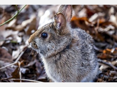 Bunnies at Easter? Those in Your Yard are Actually Problematic