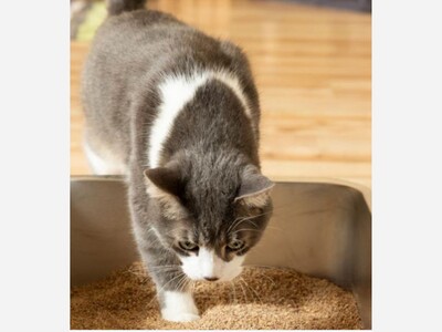 5 Ways to Shrink Your Cat's Carbon Footprint