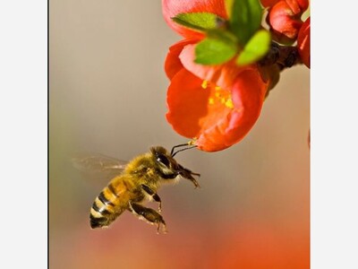 Pollinator Program Fuels Freebies