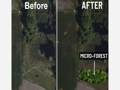 Medway May Make a Miyawaki Forest