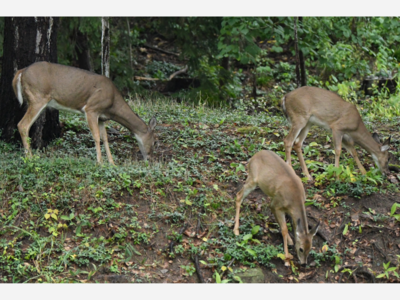 Deer Abundance Can be Bad News for Forests