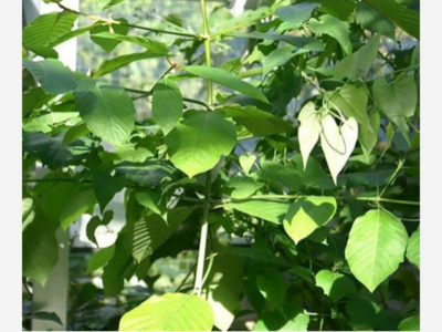 Franklin Beats State in Kratom Crackdown