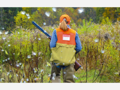 MassWildlife Plans  Youth Pheasant Hunt