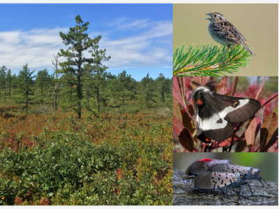 Experience the Unique Habitats of Massachusetts