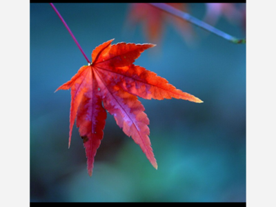 MAPLE Leaves Nothing to the Imagination