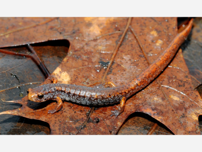 Mass Wildlife Offers Wildlife-Friendly Fall Clean-Up Tips