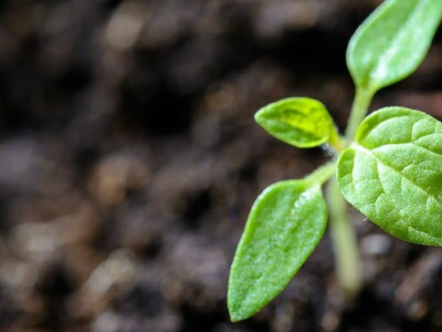 Program on Creating Environmentally Friendly Soil Health