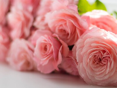 Lecture on Growing Peonies