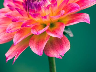 Growing Dahlias