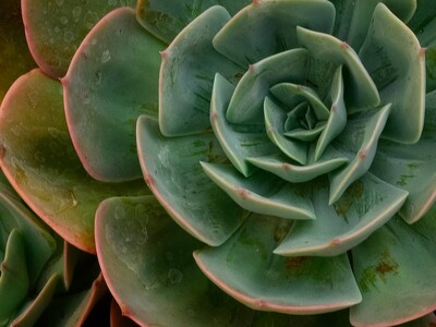 Program on Drought Tolerant Plants