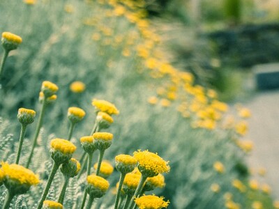 Franklin Garden Club Meeting