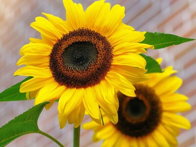 Franklin Garden Club Meeting