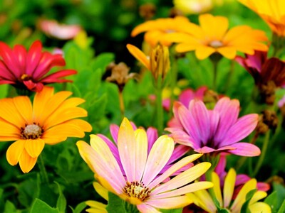 Franklin Garden Club Meeting