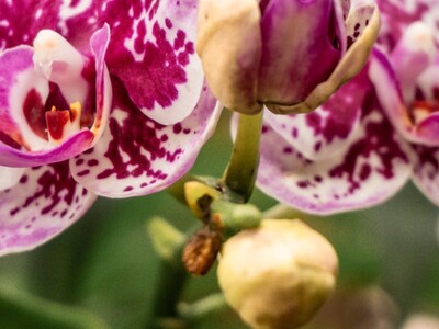 Franklin Garden Club Program on Growing Orchids Successfully