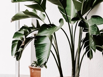  What's Wrong with my Houseplant  Program