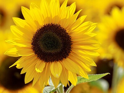 Franklin Garden Club Meeting