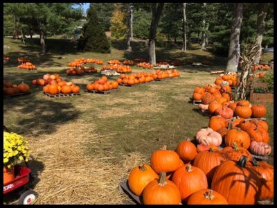 Pumpkin Patch & Gourd Sale
