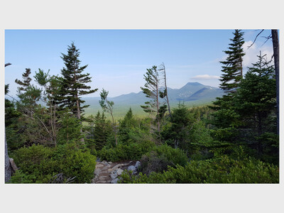 Special Summer Service -  Trees: Bridges to Spirit 